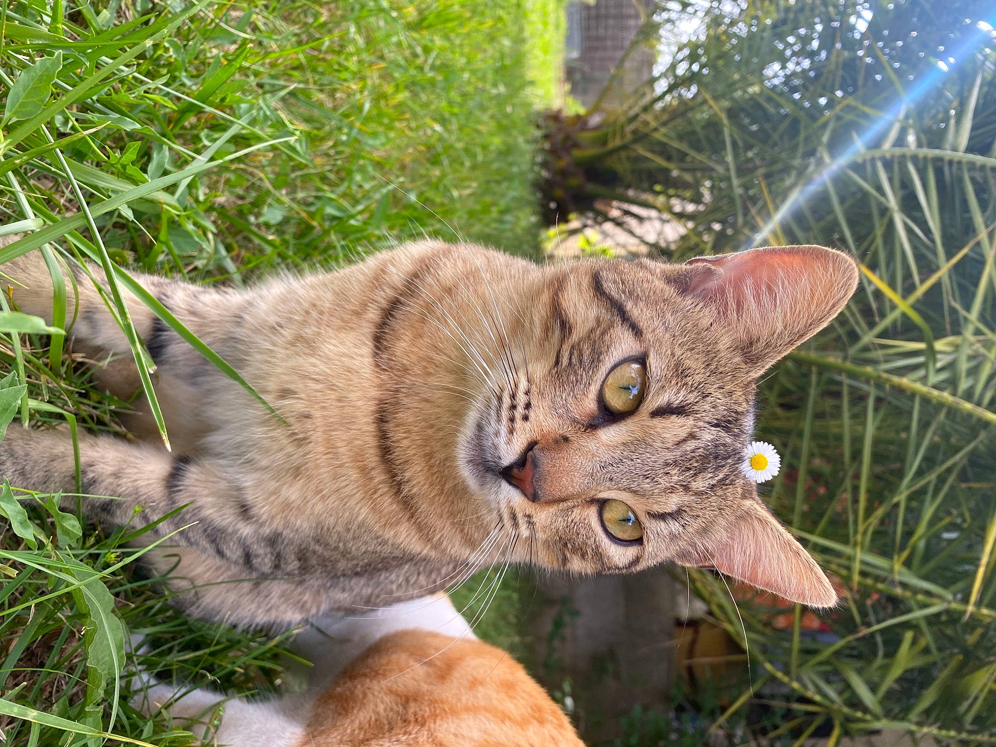 Swen a rejoint le concours — aidez-le/la à gagner de superbes lots ! carnivore, cat, domestic_short_haired_cat, eye, fawn, felidae, fur, grass, groundcover, mammal, plant, small_to_medium_sized_cats, snout, tail, terrestrial_animal, terrestrial_plant, tree, trunk, twig, whiskers