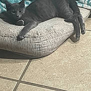 Onyx joined the competition — help win amazing prizes! animal, blanket, cat, comfort, cozy, cute, domestic_cat, ears, feline, fur, gray_cat, home, indoor, laying_down, paw, pet_bed, relaxed, resting, tile_floor, whiskers