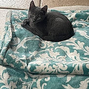 Onyx is registered to the contest to win money with this photo: kitten, cat, gray_cat, blanket, patterned_blanket, tile_floor, indoor, pet, animal, cute, small, fur, resting, looking, curious, cozy, soft_texture, domestic_cat, young_cat, laying_down