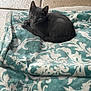 kitten, cat, gray_cat, blanket, patterned_blanket, tile_floor, indoor, pet, animal, cute, small, fur, resting, looking, curious, cozy, soft_texture, domestic_cat, young_cat, laying_down