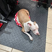 Cleo is registered to the contest to win money with this photo: brown_and_white, canine, dog, ears, exercise_equipment, fitness, floor_mat, flooring, home_gym, indoor, nose, paw, pet_bed, quiet, red_wall, relaxed, resting, short_hair, tile_floor, weights