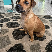 Max joined the competition — help win amazing prizes! dog, brown_dog, indoor, carpet, floor, patterned_rug, pet, animal, sitting, ears, eyes, snout, fur, home, furniture, modern, tiles, attention, cute, small_dog