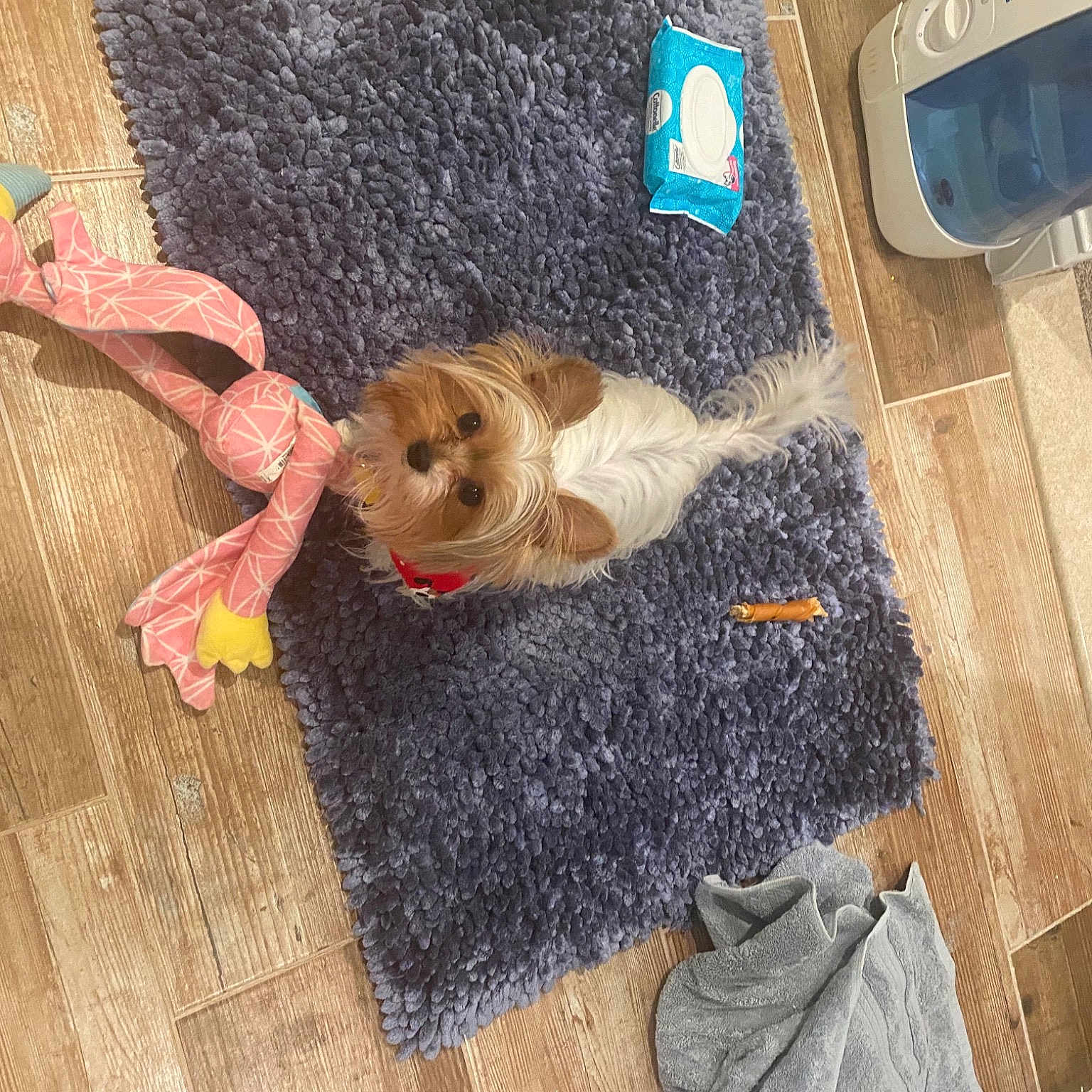 Lucy joined the competition — help win amazing prizes! art, canidae, companion_dog, dog_breed, doll, fawn, floor, flooring, fun, fur, hardwood, magenta, room, sporting_group, stuffed_toy, tail, textile, toy, wood, wool