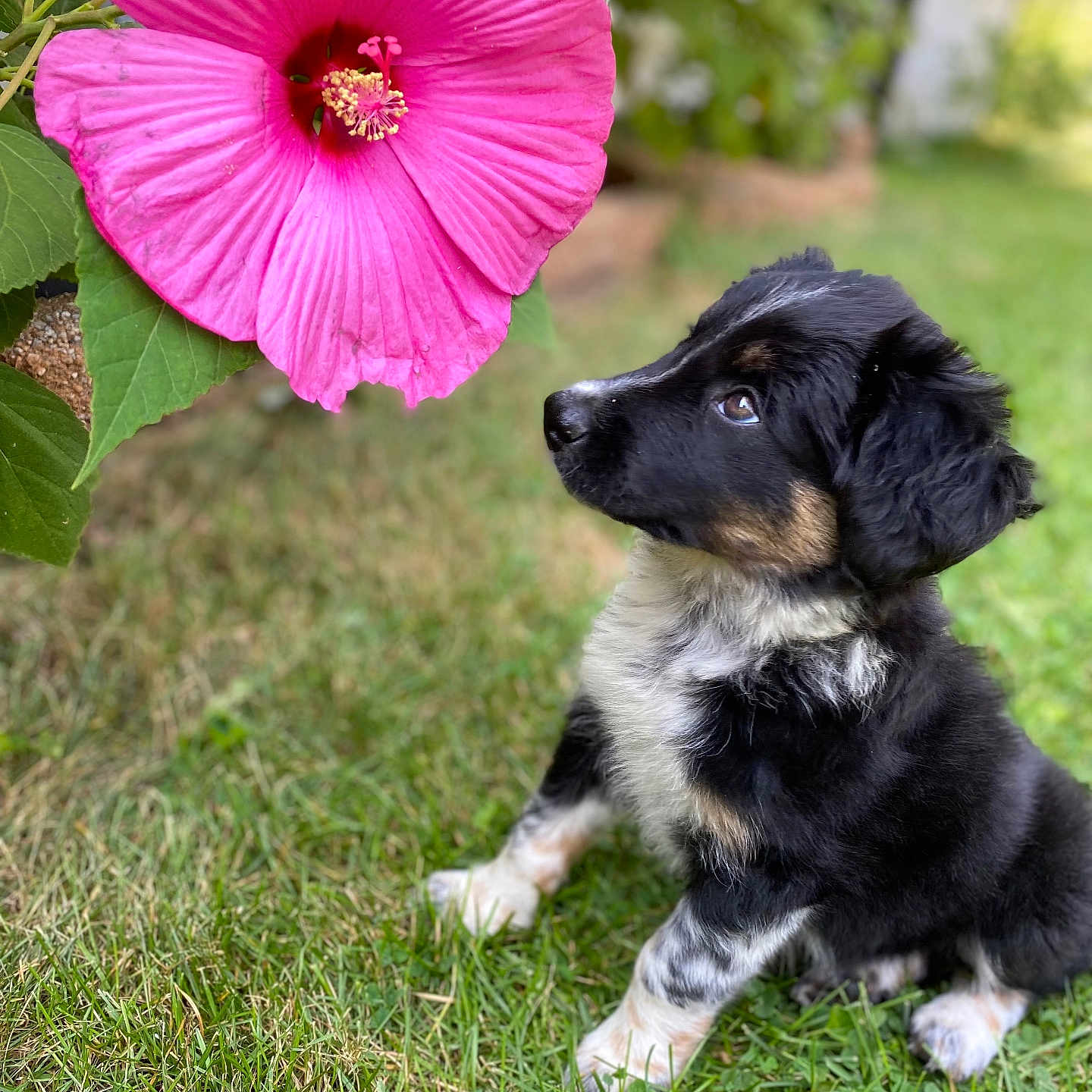 Nova is registered to the contest to win money with this photo: anemone, animal, architecture, building, canine, dog, flower, geranium, grass, herbal, herbs, hibiscus, lawn, outdoors, pet, petal, plant, puppy, purple, shelter
