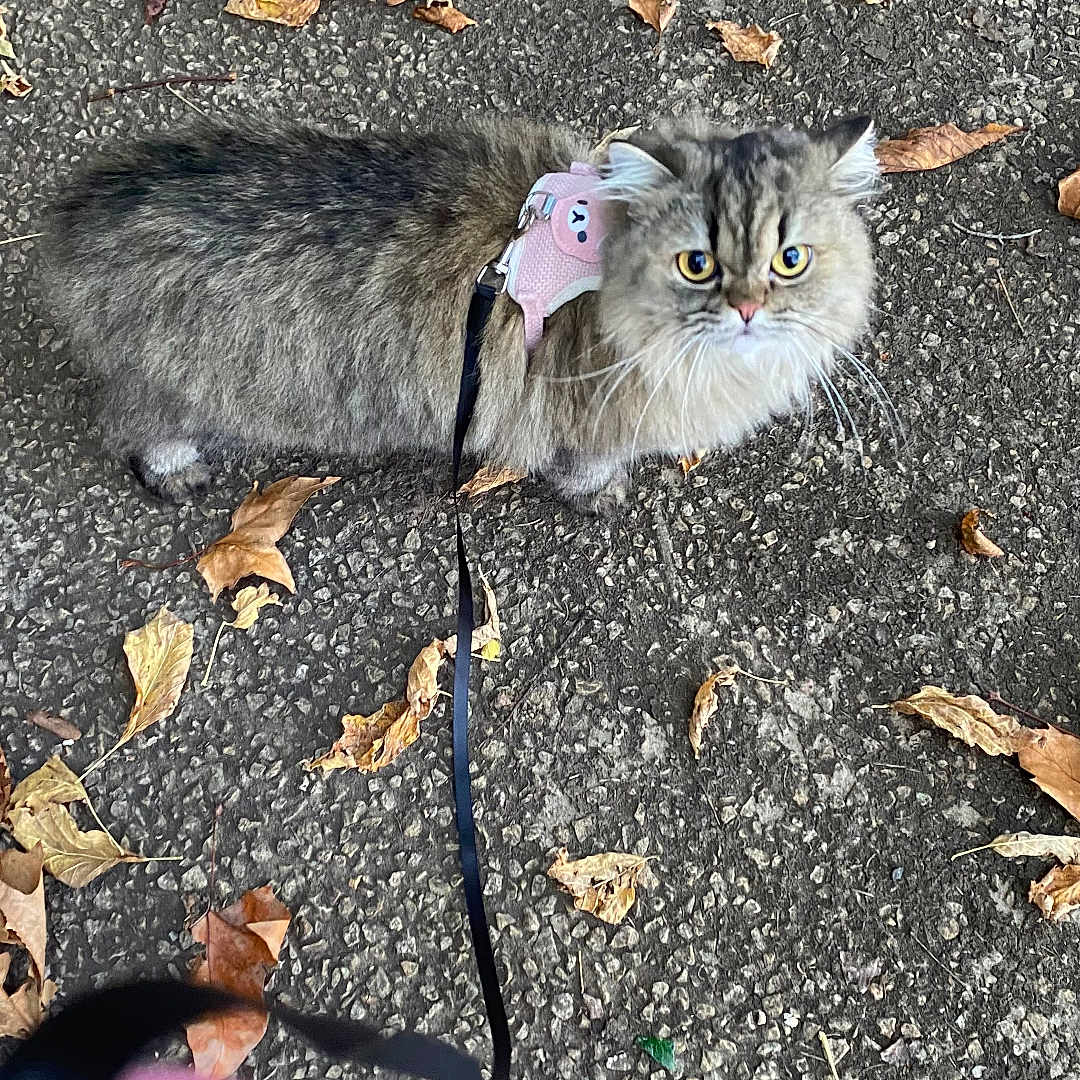 Suki a rejoint le concours — aidez-le/la à gagner de superbes lots ! animal, asphalt, autumn, cat, cute, fallen_leaves, fluffy, gray_fur, leash, long_hair, outdoor, pavement, pet, pink_harness, portrait, tabby, vertical_photo, walking, whiskers, yellow_eyes
