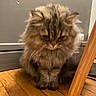 animal, brown_fur, cat, chair_leg, close_up, ears, feline, fluffy_cat, furniture, home, indoor, long_hair, paws, pet, portrait, serious_expression, sitting, tabby, whiskers, wooden_floor