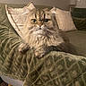 blanket, cat, closeup, couch, cozy, ears, eyes, fluffy, furniture, gray_fur, indoor, living_room, long_hair, nose, pet, pillow, portrait, sitting, tabby, whiskers