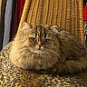 Suki a rejoint le concours — aidez-le/la à gagner de superbes lots ! animal, blanket, cat, close_up, ears, feline, fluffy_cat, fur, golden_brown, green_eyes, indoor, long_hair, lounging, pet, portrait, relaxed, sitting, tabby, whiskers, wicker_chair
