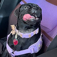 Pepper joined the competition — help win amazing prizes! animal, black_dog, canine, car_seat, close_up, collar, cute, dog, happy, harness, indoor, pet, playful, pug, purple, red_tag, seat_cover, sitting, smiling, tongue_out
