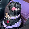 animal, black_dog, canine, car_seat, close_up, collar, cute, dog, happy, harness, indoor, pet, playful, pug, purple, red_tag, seat_cover, sitting, smiling, tongue_out
