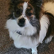 Bucky joined the competition — help win amazing prizes! animal, black, brown, carpet, companion, cute, dog, domestic, ears, fluffy, friendly, fur, fur_pattern, indoor, looking_up, pet, sitting, small_dog, soft_texture, white