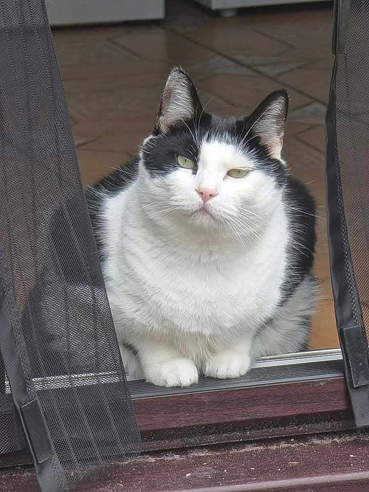 Bibi joined the competition — help win amazing prizes! animal, black_and_white, calm, cat, close_up, cute, domestic, doorway, feline, fur, home, indoor, looking, mesh_curtain, pet, portrait, resting, sitting, whiskers, window