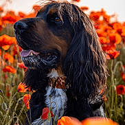 Odin a rejoint le concours — aidez-le/la à gagner de superbes lots ! animal, canine, closeup, collar, colorful, dog, field, flower, fur, grass, nature, outdoor, pet, plant, poppy, portrait, scenery, summer, sunlight, tongue