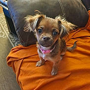 Bella is registered to the contest to win money with this photo: dog, puppy, small_dog, fluffy_ears, pink_collar, orange_blanket, brown_couch, indoor, pet, cute, looking_up, fur, animal, companion, domestic, sitting, curious, friendly, young_dog, living_room