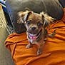 dog, puppy, small_dog, fluffy_ears, pink_collar, orange_blanket, brown_couch, indoor, pet, cute, looking_up, fur, animal, companion, domestic, sitting, curious, friendly, young_dog, living_room