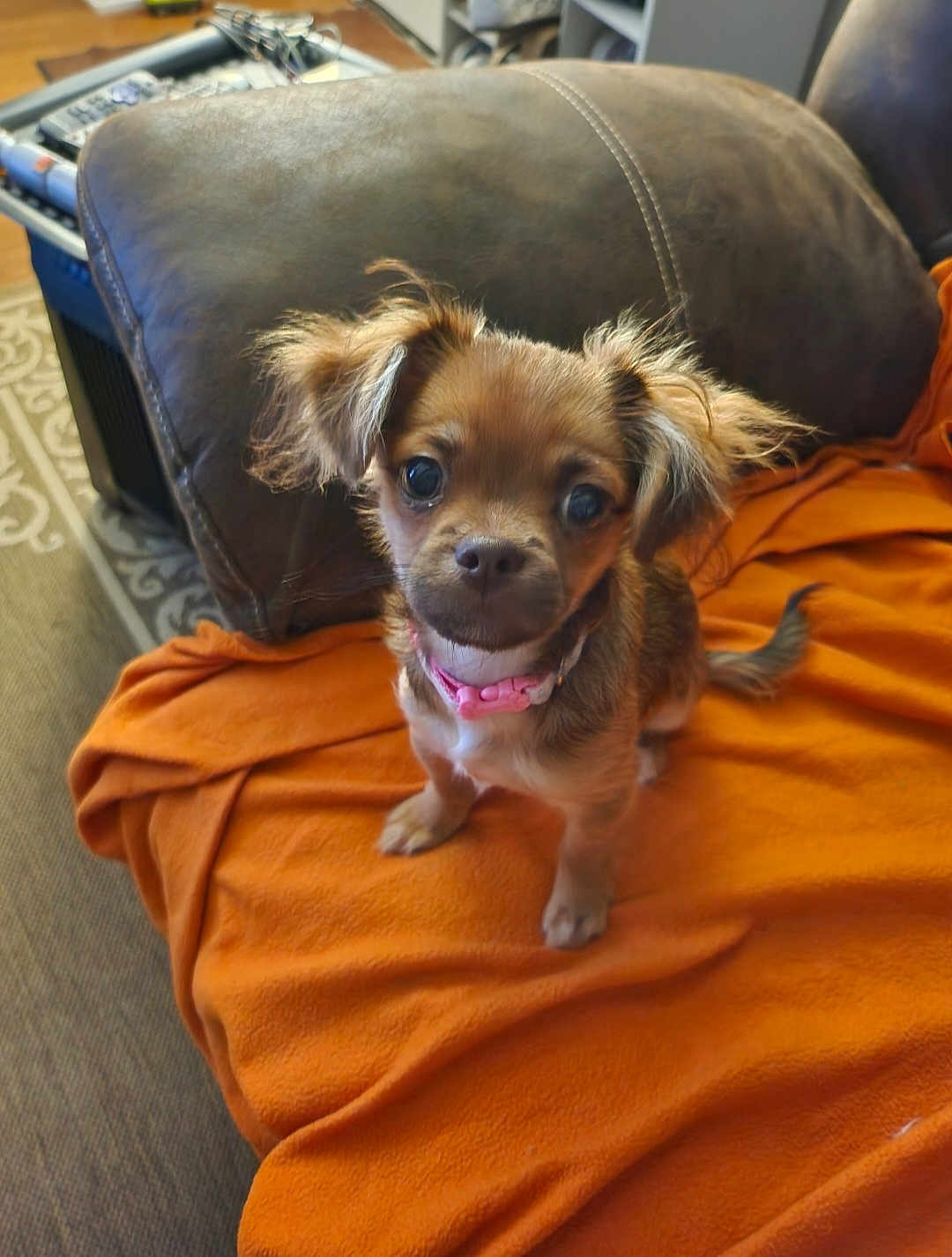 Bella is registered to the contest to win money with this photo: dog, puppy, small_dog, fluffy_ears, pink_collar, orange_blanket, brown_couch, indoor, pet, cute, looking_up, fur, animal, companion, domestic, sitting, curious, friendly, young_dog, living_room