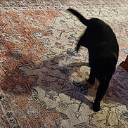 Boo joined the competition — help win amazing prizes! black_cat, cat, pet, animal, indoor, rug, shadow, walking, feline, tail, patterned_rug, floor, home, motion, blur, domestic_cat, cute, playful, living_room, household