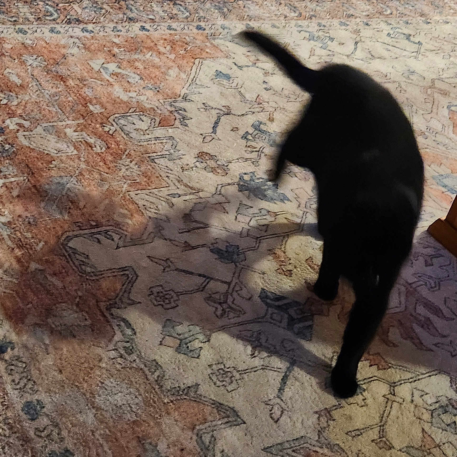 Boo joined the competition — help win amazing prizes! black_cat, cat, pet, animal, indoor, rug, shadow, walking, feline, tail, patterned_rug, floor, home, motion, blur, domestic_cat, cute, playful, living_room, household