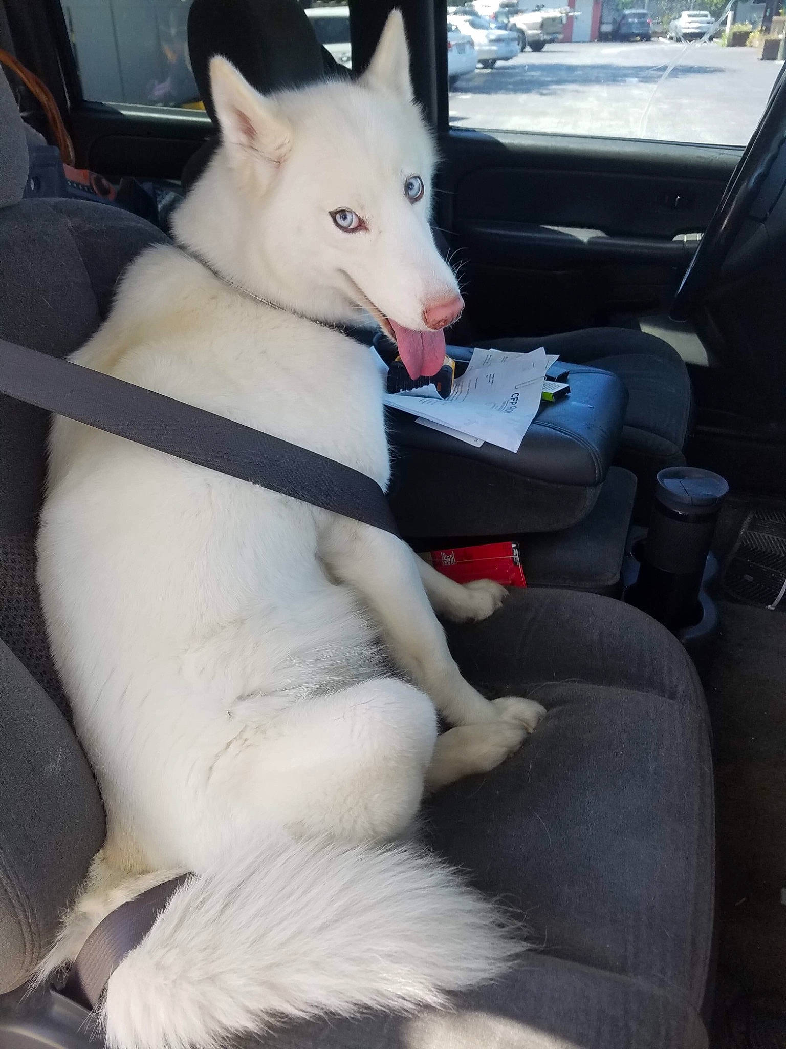 Kyra is registered to the contest to win money with this photo: auto_part, canidae, car, car_seat, carmine, carnivore, collar, companion_dog, dog, dog_breed, family_car, fawn, fur, mammal, snout, sporting_group, tail, vehicle, vertebrate, working_animal