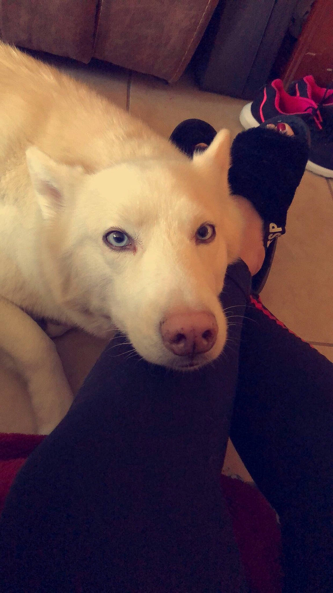 Kyra joined the competition — help win amazing prizes! carnivore, cloud, comfort, companion_dog, dog, dog_breed, ear, fawn, flooring, fur, happy, head, jaw, selfie, snout, sporting_group, tail, terrestrial_animal, whiskers, working_animal