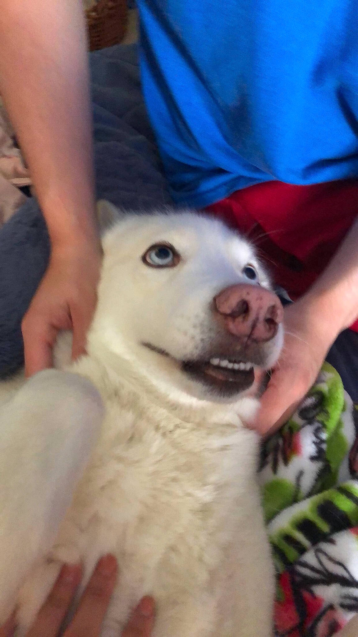 Kyra joined the competition — help win amazing prizes! canidae, carnivore, companion_dog, dog, dog_breed, fang, fawn, fur, jaw, kuvasz, livestock_guardian_dog, maremma_sheepdog, non_sporting_group, snout, spitz, sporting_group, terrestrial_animal, whiskers, working_animal, working_dog