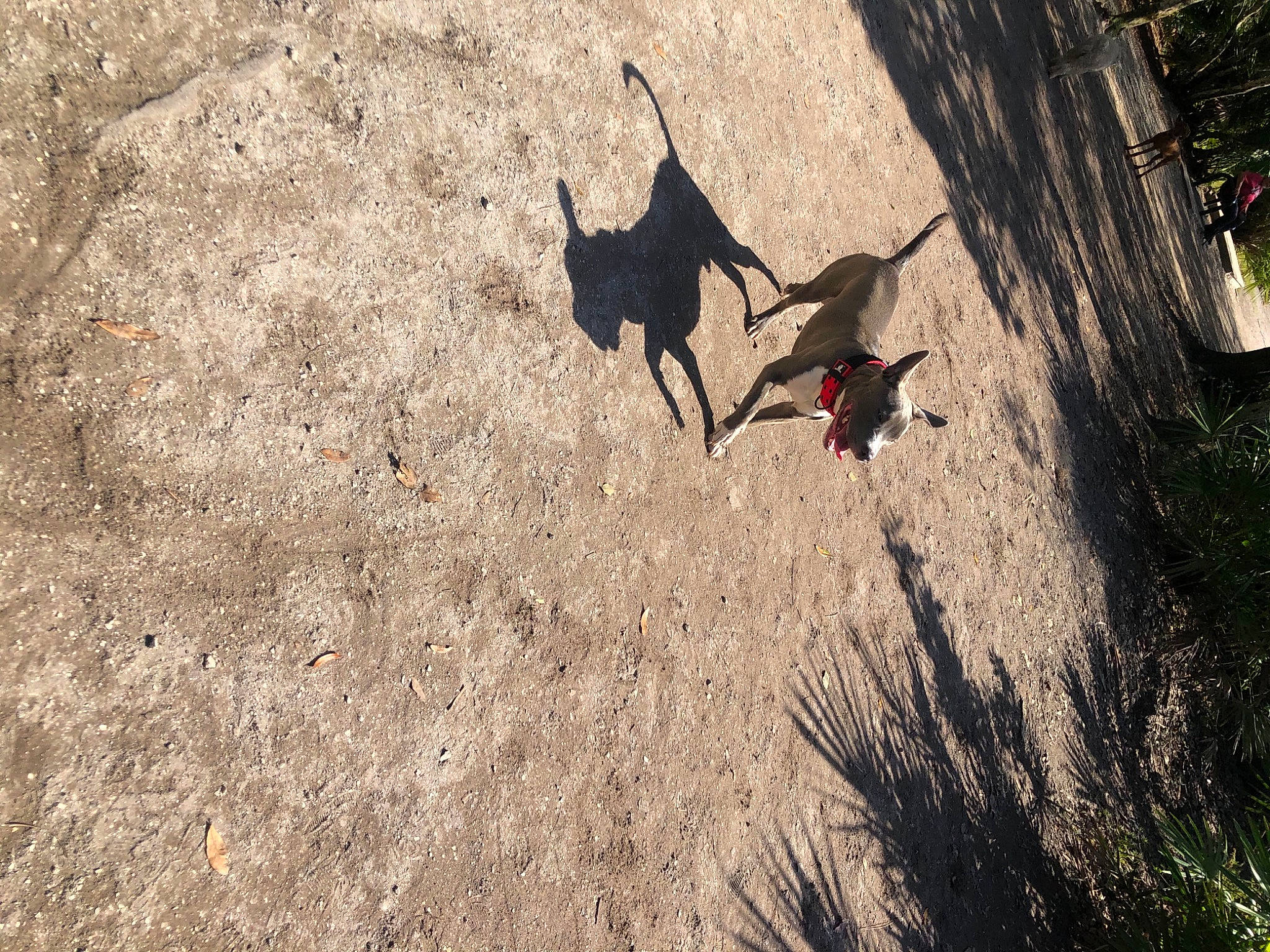 Roogger joined the competition — help win amazing prizes! adventure, beak, branch, carmine, carnivore, dog, dog_breed, grass, landscape, phasianidae, plant, recreation, shadow, soil, tail, terrestrial_animal, tints_and_shades, tree, trunk, wood