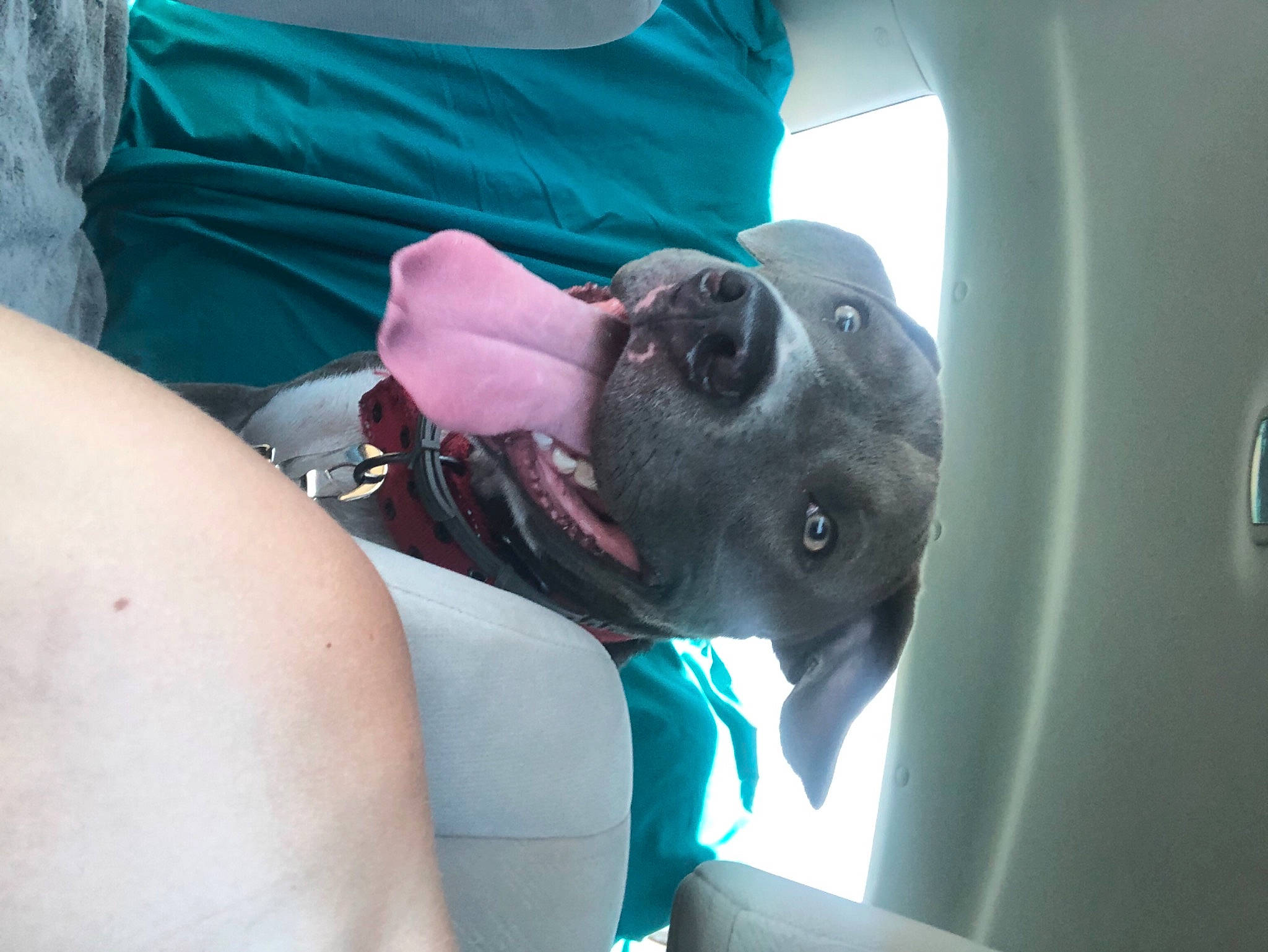 Roogger joined the competition — help win amazing prizes! blue, carnivore, chest, comfort, companion_dog, dog, dog_breed, elbow, electric_blue, eyewear, fawn, fun, guard_dog, sporting_group, vehicle_door