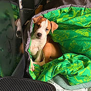 Hades is registered to the contest to win money with this photo: puppy, dog, sleeping_bag, green, reflection, indoor, cozy, pet, curious, brown_and_white, blanket, resting, comfortable, young_dog, cute, animal, fabric, soft, relaxed, home
