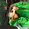 puppy, dog, sleeping_bag, green, reflection, indoor, cozy, pet, curious, brown_and_white, blanket, resting, comfortable, young_dog, cute, animal, fabric, soft, relaxed, home