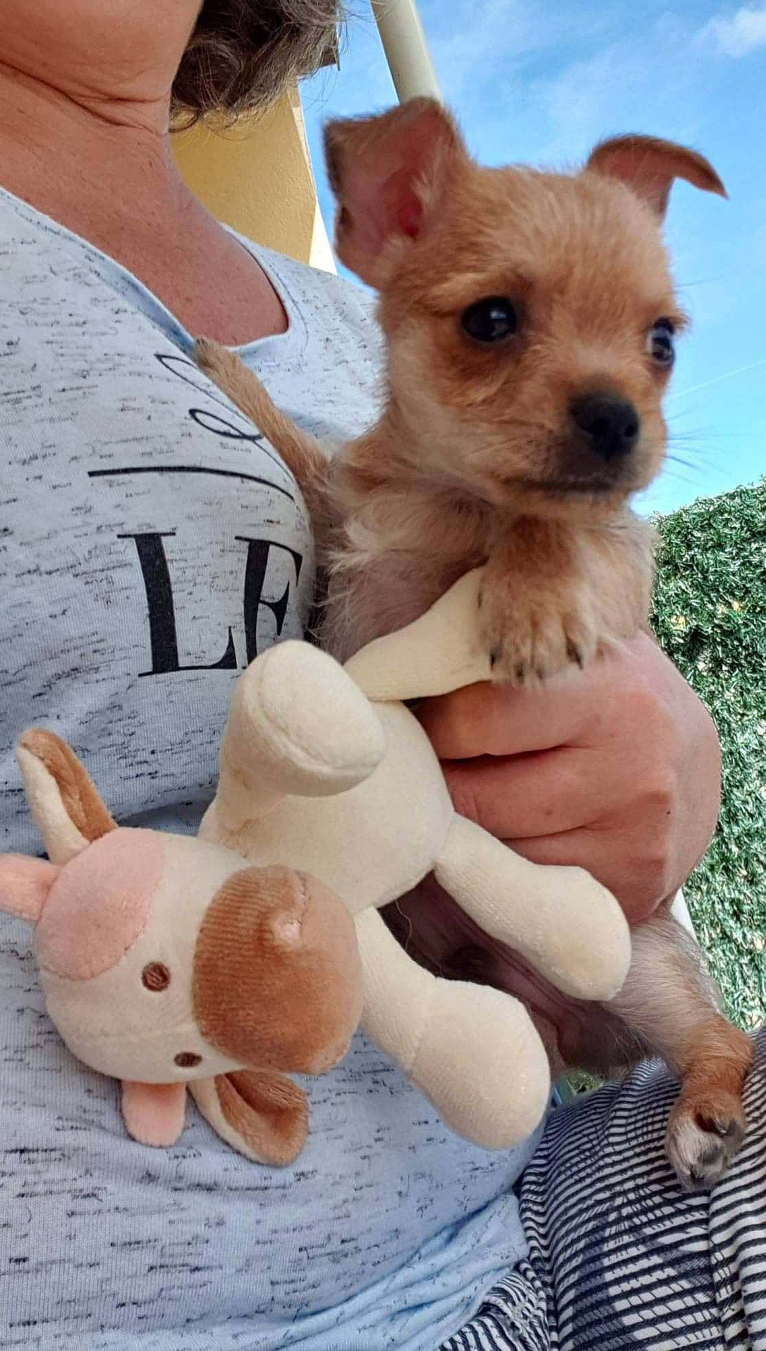 Youki participe au concours pour gagner de l'argent avec cette photo : ancient_dog_breeds, canidae, carnivore, chihuahua, companion_dog, corgi_chihuahua, dog, dog_breed, dog_toy, fawn, mammal, miniature_fox_terrier, puppy, puppy_love, rare_breed_dog, skin, snout, toy, toy_dog, vertebrate