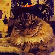 Bigfoot is registered to the contest to win money with this photo: cat, fluffy, witch_hat, costume, pet, animal, indoor, blanket, tapestry, decor, feline, close_up, cute, resting, paws, striped, tabby, orange, black, white