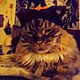 cat, fluffy, witch_hat, costume, pet, animal, indoor, blanket, tapestry, decor, feline, close_up, cute, resting, paws, striped, tabby, orange, black, white
