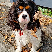 Skye a rejoint le concours — aidez-le/la à gagner de superbes lots ! dog, cavalier_king_charles_spaniel, leaf, autumn, outdoor, cute, pet, animal, fur, ears, eyes, sidewalk, nature, curly_hair, white_fur, brown_fur, red_collar, closeup, portrait, sitting