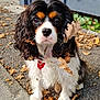 dog, cavalier_king_charles_spaniel, leaf, autumn, outdoor, cute, pet, animal, fur, ears, eyes, sidewalk, nature, curly_hair, white_fur, brown_fur, red_collar, closeup, portrait, sitting