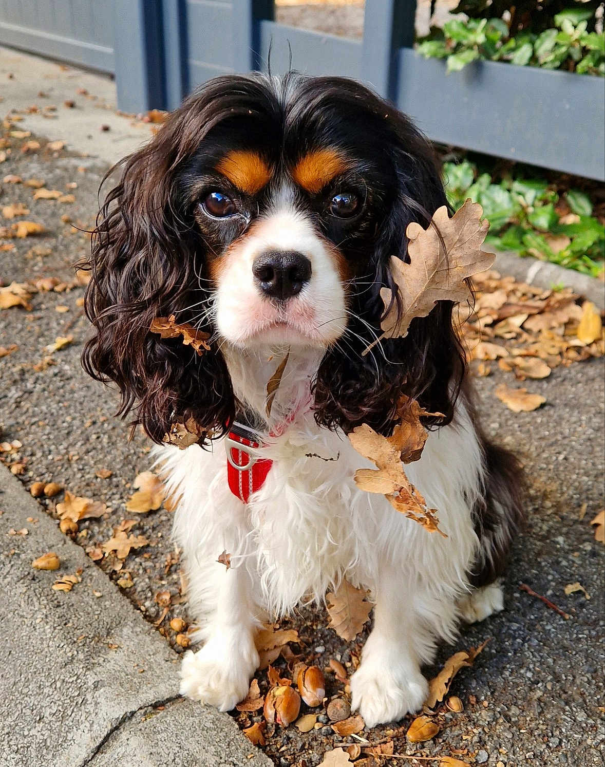 Skye a rejoint le concours — aidez-le/la à gagner de superbes lots ! dog, cavalier_king_charles_spaniel, leaf, autumn, outdoor, cute, pet, animal, fur, ears, eyes, sidewalk, nature, curly_hair, white_fur, brown_fur, red_collar, closeup, portrait, sitting