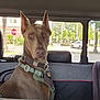 Lucifer joined the competition — help win amazing prizes! alert, animal, backseat, car_interior, daylight, doberman, dog, ears_up, harness, parked_car, pet, restraint, road_sign, seat, seatbelt, street, travel, urban, vehicle, window