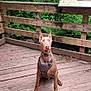 Lucifer is registered to the contest to win money with this photo: alert, animal, canine, daylight, doberman, dog, forest, greenery, harness, leaves, nature, outdoor, park, pet, scenery, sign, sitting, trees, wooden_deck, wooden_fence