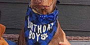 Lucifer joined the competition — help win amazing prizes! bandana, birthday, birthday_boy, birthday_hat, blue_hat, bow_tie, brown_dog, cake, candle, celebration, child_hand, couch, dog, happy, indoors, number_one, party, pet, pet_birthday, whipped_cream