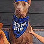 bandana, birthday, birthday_boy, birthday_hat, blue_hat, bow_tie, brown_dog, cake, candle, celebration, child_hand, couch, dog, happy, indoors, number_one, party, pet, pet_birthday, whipped_cream