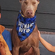 Lucifer is registered to the contest to win money with this photo: birthday_boy_bandana, birthday_hat, blue_accessories, brown_dog, cake, candle, canine, celebration, child_arm, dog, family, festive, front_yard, happy, number_one_candle, outdoor, party, pet, sitting, whipped_cream