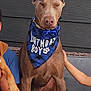 birthday_boy_bandana, birthday_hat, blue_accessories, brown_dog, cake, candle, canine, celebration, child_arm, dog, family, festive, front_yard, happy, number_one_candle, outdoor, party, pet, sitting, whipped_cream