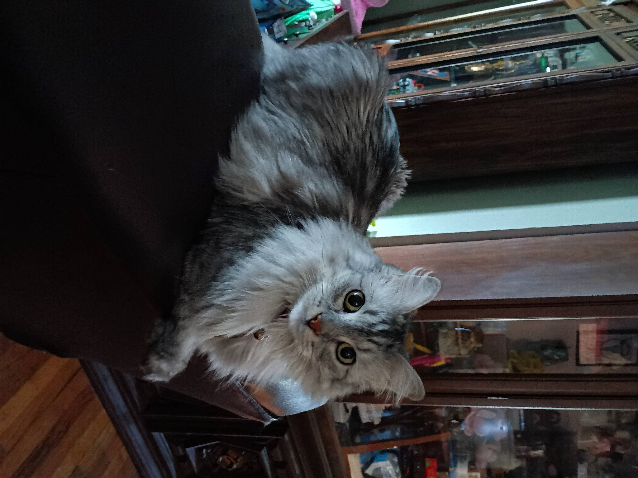 Smokie joined the competition — help win amazing prizes! british_longhair, canidae, carnivore, cat, claw, comfort, companion_dog, dog_breed, domestic_short_haired_cat, felidae, flooring, fur, hardwood, paw, small_to_medium_sized_cats, tail, whiskers, wood