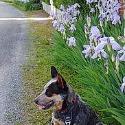 Sya participe au concours pour gagner de l'argent avec cette photo : animal, canine, city, dog, flower, grass, herbal, herbs, iris, nature, outdoors, path, pet, petal, plant, puppy, road, tree, vegetation, yard