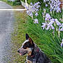 animal, canine, city, dog, flower, grass, herbal, herbs, iris, nature, outdoors, path, pet, petal, plant, puppy, road, tree, vegetation, yard