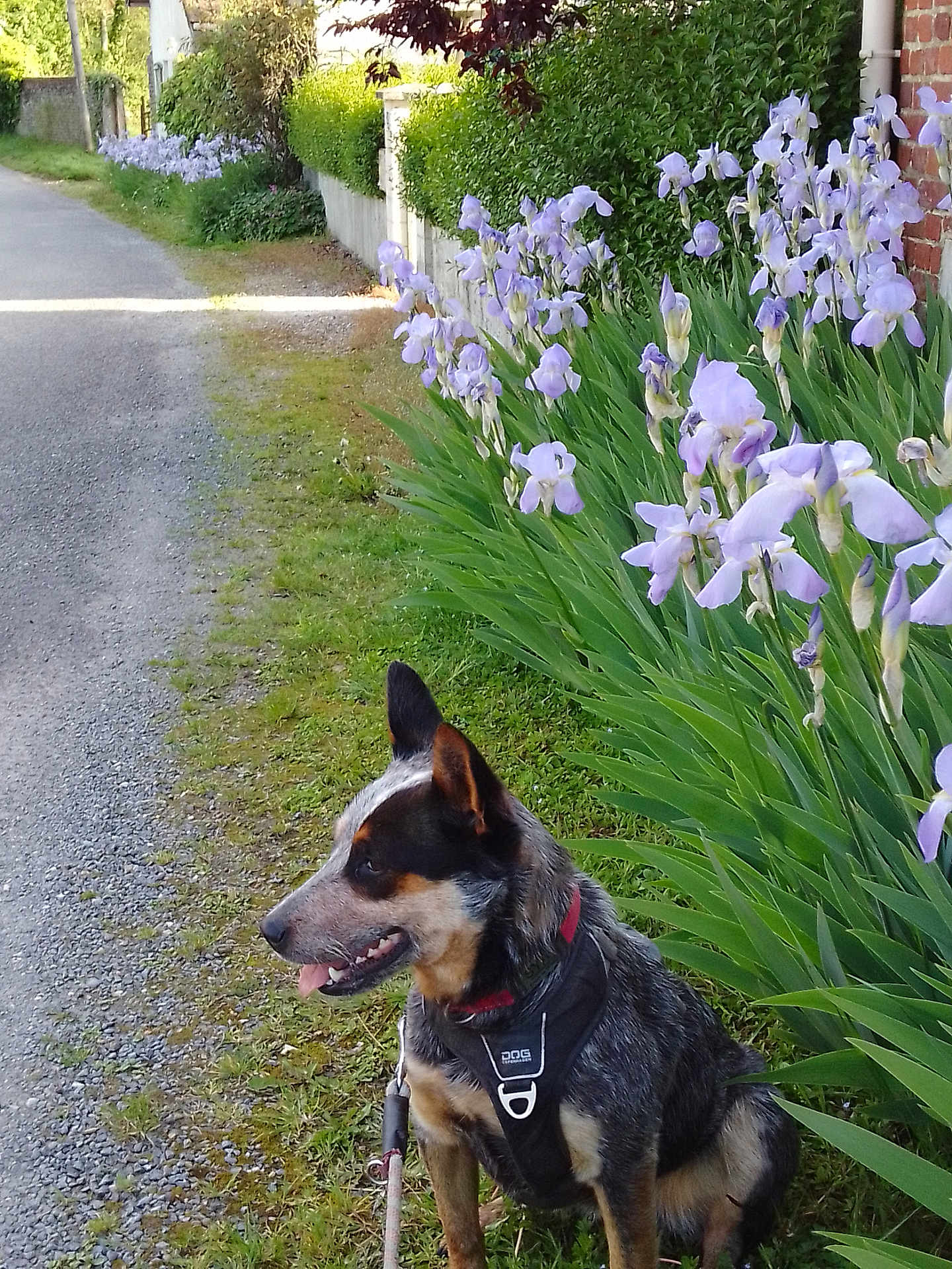 Sya participe au concours pour gagner de l'argent avec cette photo : animal, canine, city, dog, flower, grass, herbal, herbs, iris, nature, outdoors, path, pet, petal, plant, puppy, road, tree, vegetation, yard