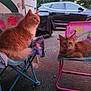 animal, asphalt, camper, car, cat, chair, colorful, cute, daylight, feline, furry, nature, orange_cat, outdoor, pet, relaxed, resting, sitting, twilight, vehicle