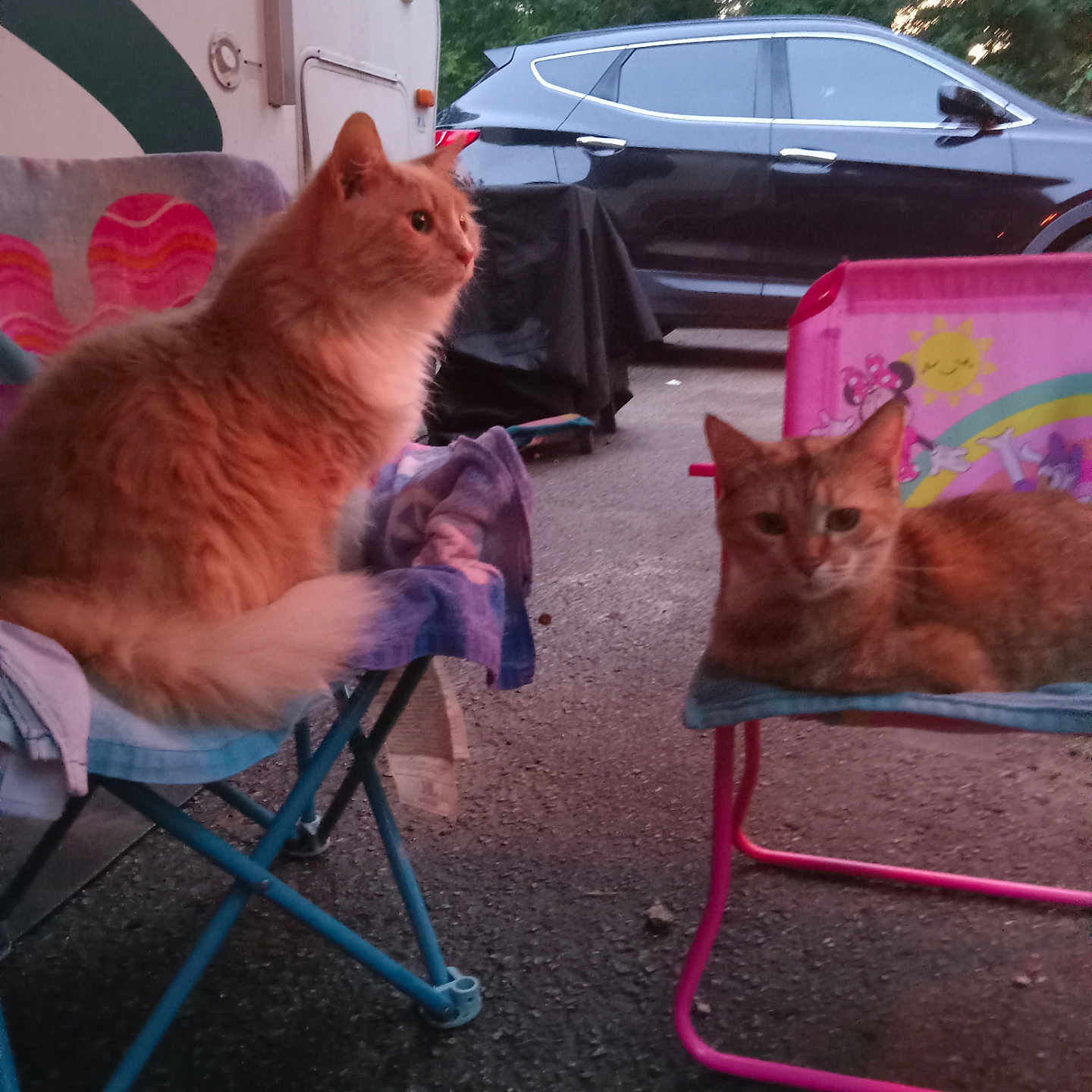 Glock And Piper is registered to the contest to win money with this photo: animal, asphalt, camper, car, cat, chair, colorful, cute, daylight, feline, furry, nature, orange_cat, outdoor, pet, relaxed, resting, sitting, twilight, vehicle