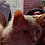 Glock is registered to the contest to win money with this photo: animal, brick_wall, cat, close_up, companion, cute, domestic_animal, door, ear, face, fluffy, furniture, household, indoor, orange_cat, person, pet, relaxed, whiskers, white_shirt