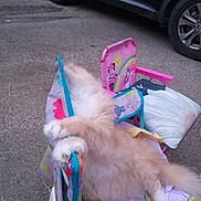 Glock joined the competition — help win amazing prizes! animal, blue, car, cartoon, cat, chair, children, colorful, feline, fluffy, outdoor, pavement, paw, pet, pink, purple, relaxing, resting, tire, toy