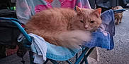 Glock is registered to the contest to win money with this photo: animal, asphalt, background, car, cat, daylight, feline, folding_chair, fur, nature, orange_cat, outdoor, pet, relaxing, resting, tail, towel, trailer, two_cats, vehicle
